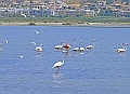 Varie (6)
